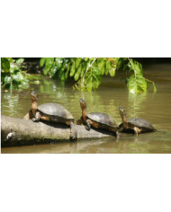 COSTA RICA PURA VIDA 2023