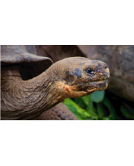 GALAPAGOS BASICO  5 DIAS 2023