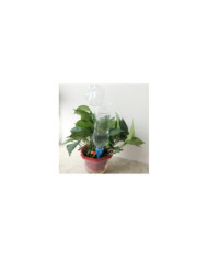 Regador Automatico de Plantas Paq. x 10und